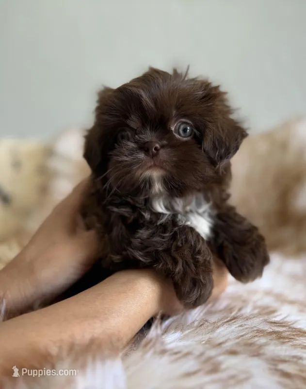Moses – Shih Tzu puppy for sale in Gardena, CA