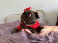 Moses, a male Shih Tzu for sale in Gardena, CA – Photo 3 of 5