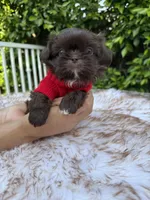 Moses, a male Shih Tzu for sale in Gardena, CA – Photo 9 of 9