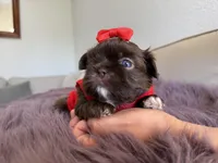 Moses, a male Shih Tzu for sale in Gardena, CA – Photo 2 of 5