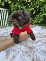 Moses, a male Shih Tzu for sale in Gardena, CA – Photo 8 of 9