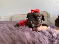 Moses, a male Shih Tzu for sale in Gardena, CA – Photo 5 of 5