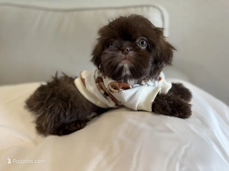 Moses – Shih Tzu puppy for sale in Gardena, CA