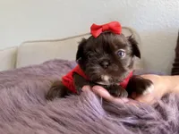 Moses, a male Shih Tzu for sale in Gardena, CA – Photo 4 of 5