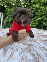 Moses, a male Shih Tzu for sale in Gardena, CA – Photo 7 of 9