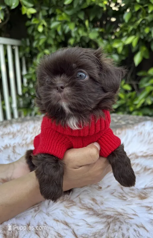 Moses – Shih Tzu puppy for sale in Gardena, CA