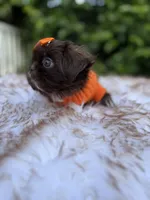 Moses, a male Shih Tzu for sale in Gardena, CA – Photo 6 of 9