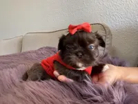 Moses, a male Shih Tzu for sale in Gardena, CA – Photo 1 of 5