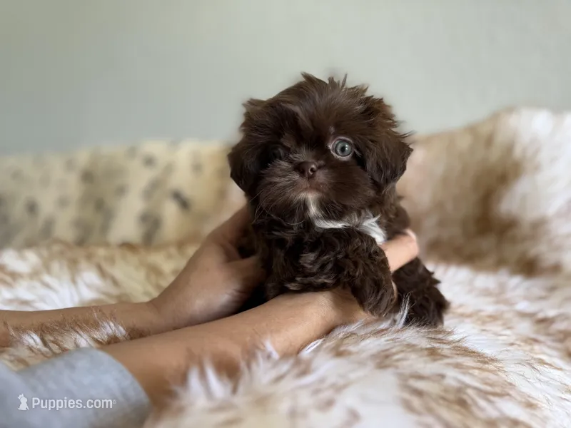 Moses – Shih Tzu puppy for sale in Gardena, CA