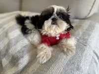 Dubai, a male Shih Tzu for sale in Gardena, CA – 9 of 10