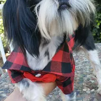 Bentley, a male Shih Tzu for sale in Gardena, CA – Photo 9 of 10