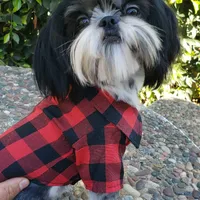 Bentley, a male Shih Tzu for sale in Gardena, CA – Photo 10 of 10