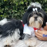 Bentley, a male Shih Tzu for sale in Gardena, CA – Photo 8 of 10