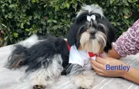 Bentley, a male Shih Tzu for sale in Gardena, CA – Photo 8 of 10
