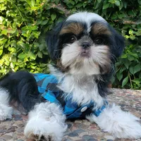 Bentley, a male Shih Tzu for sale in Gardena, CA – Photo 2 of 10