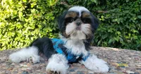 Bentley, a male Shih Tzu for sale in Gardena, CA – Photo 2 of 10
