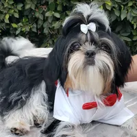 Bentley, a male Shih Tzu for sale in Gardena, CA – Photo 6 of 10