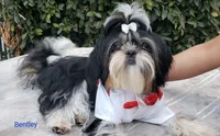 Bentley, a male Shih Tzu for sale in Gardena, CA – Photo 6 of 10