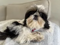 Maui, a male Shih Tzu for sale in Gardena, CA – 8 of 10