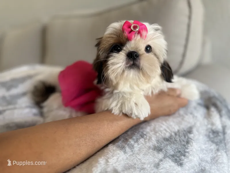 Betsy – Shih Tzu puppy for sale in Gardena, CA