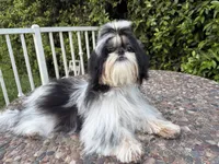 Maui, a male Shih Tzu for sale in Gardena, CA – 4 of 7