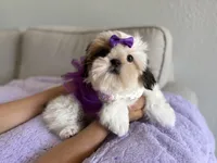 Betsy, a female Shih Tzu for sale in Gardena, CA – 7 of 10