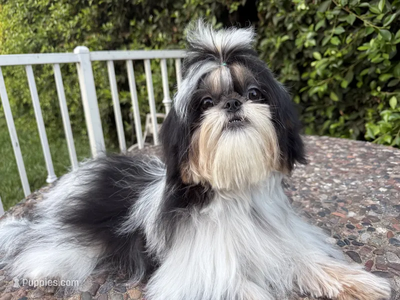 Maui – Shih Tzu puppy for sale in Gardena, CA