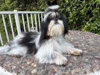Maui, a male Shih Tzu for sale in Gardena, CA – 5 of 7
