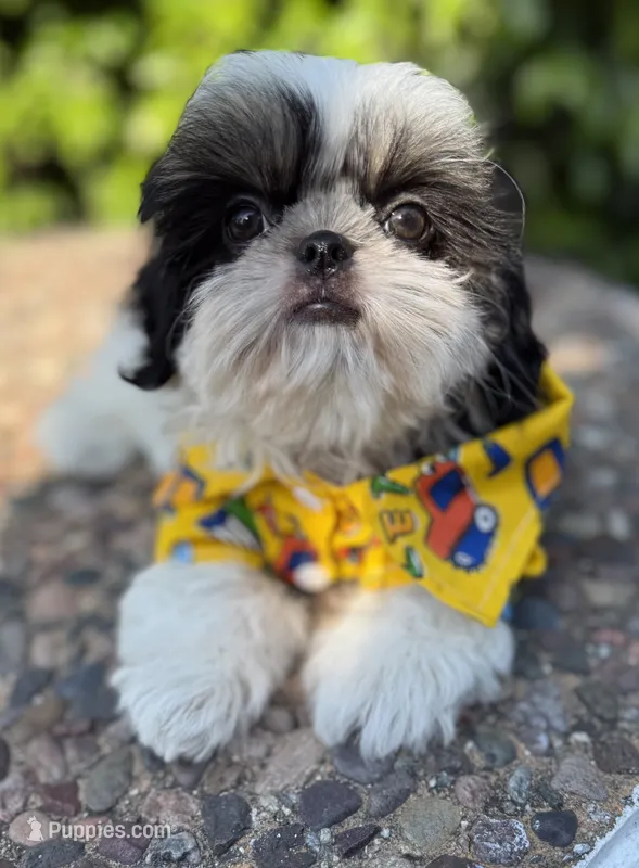 Dubai – Shih Tzu puppy for sale in Gardena, CA