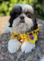 Dubai, a male Shih Tzu for sale in Gardena, CA – 2 of 10
