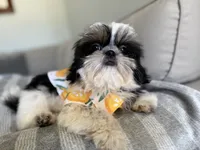 Maui, a male Shih Tzu for sale in Gardena, CA – 3 of 10