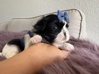 Sidney, a male Shih Tzu for sale in Gardena, CA – Photo 1 of 5