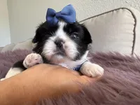 Sidney, a male Shih Tzu for sale in Gardena, CA – Photo 2 of 5