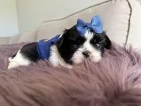 Sidney, a male Shih Tzu for sale in Gardena, CA – Photo 3 of 5