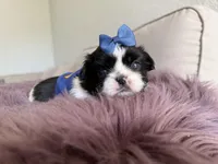 Sidney, a male Shih Tzu for sale in Gardena, CA – Photo 5 of 5