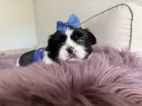 Sidney, a male Shih Tzu for sale in Gardena, CA – Photo 4 of 5