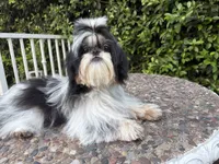Maui, a male Shih Tzu for sale in Gardena, CA – 6 of 7