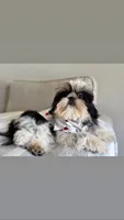 Maui, a male Shih Tzu for sale in Gardena, CA – 7 of 10