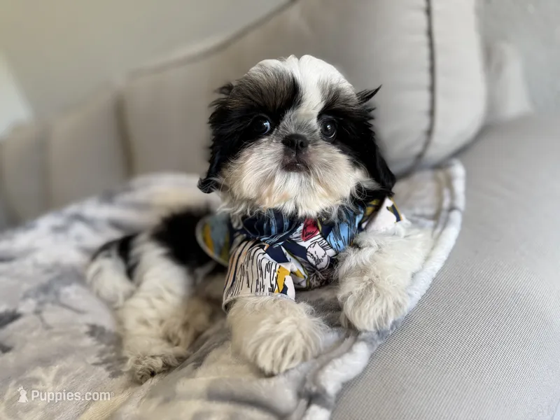 Dubai – Shih Tzu puppy for sale in Gardena, CA