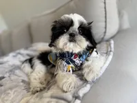 Dubai, a male Shih Tzu for sale in Gardena, CA – 3 of 10
