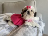 Betsy, a female Shih Tzu for sale in Gardena, CA – 10 of 10