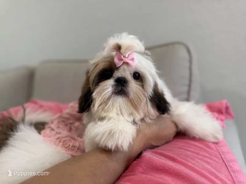 Betsy – Shih Tzu puppy for sale in Gardena, CA