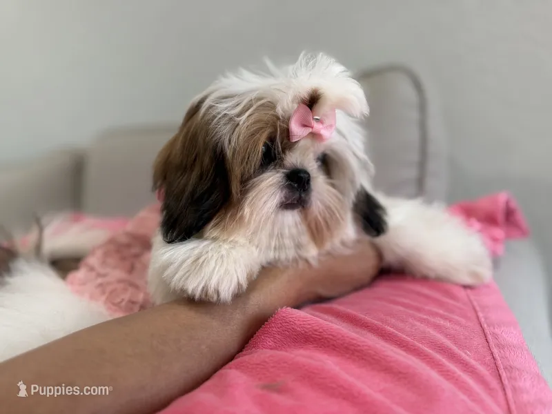Betsy – Shih Tzu puppy for sale in Gardena, CA