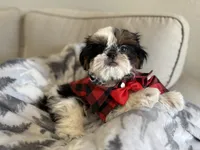 Maui, a male Shih Tzu for sale in Gardena, CA – 9 of 10