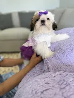 Betsy, a female Shih Tzu for sale in Gardena, CA – 6 of 10