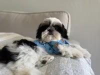 Dubai, a male Shih Tzu for sale in Gardena, CA – 1 of 10