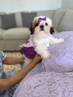 Betsy, a female Shih Tzu for sale in Gardena, CA – 5 of 10