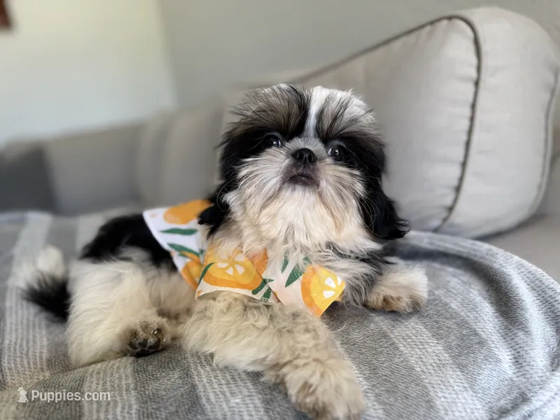 Maui – Shih Tzu puppy for sale in Gardena, CA