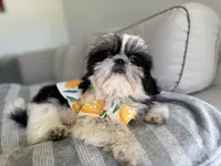 Maui, a male Shih Tzu for sale in Gardena, CA – 2 of 10