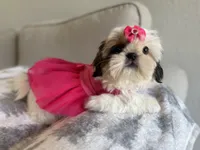 Betsy, a female Shih Tzu for sale in Gardena, CA – 8 of 10